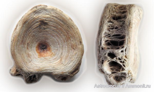 рыбы, позвонки, кости, позвонки рыб