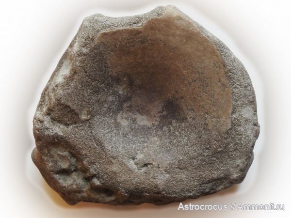 ихтиозавры, позвонки, кости, позвонки ихтиозавров