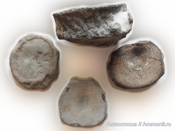 ихтиозавры, кости, позвонки ихтиозавров