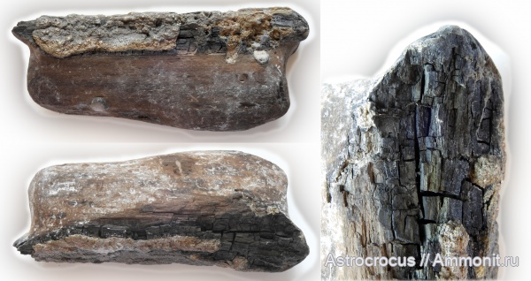 окаменевшее дерево, Ундоры