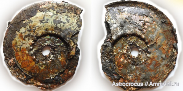 аммониты, Ундоры, кимеридж