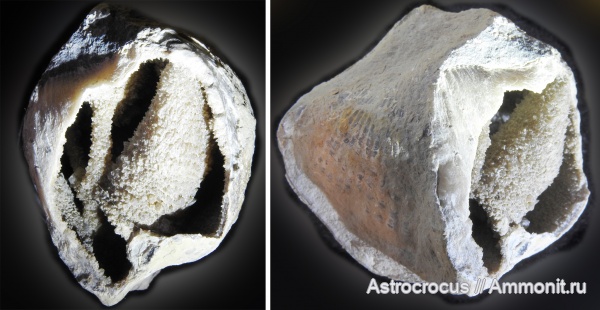 брахиоподы, Самара, Spiriferida, Rhynchonellida, Licharewia, Licharewia stuckenbergi