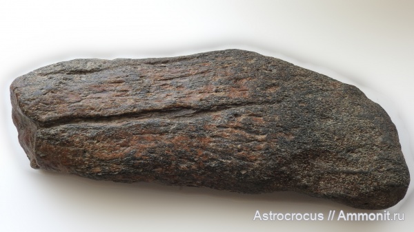 рептилии, мел, Самарская область, кости, Плиозавриды