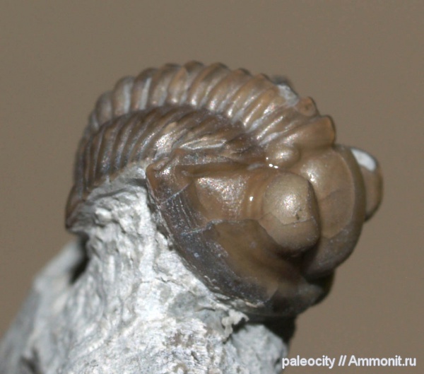 Швеция, Proetus