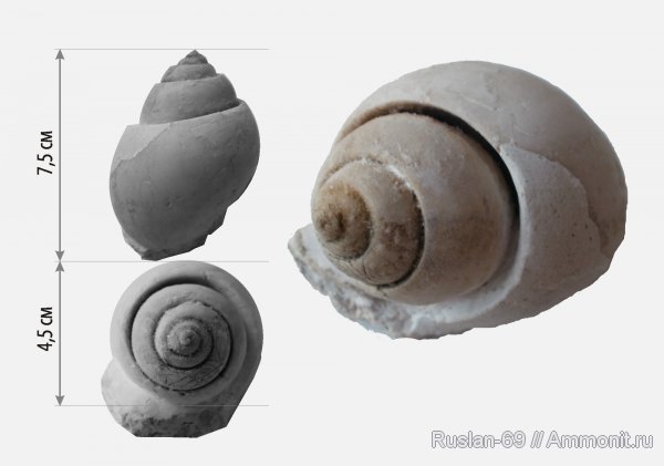 гастроподы, брюхоногие моллюски, Soleniscus, Gastropoda