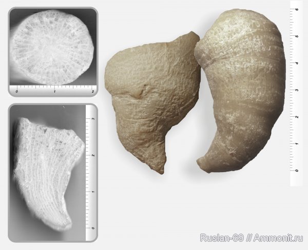 Bothrophyllum, ругозы