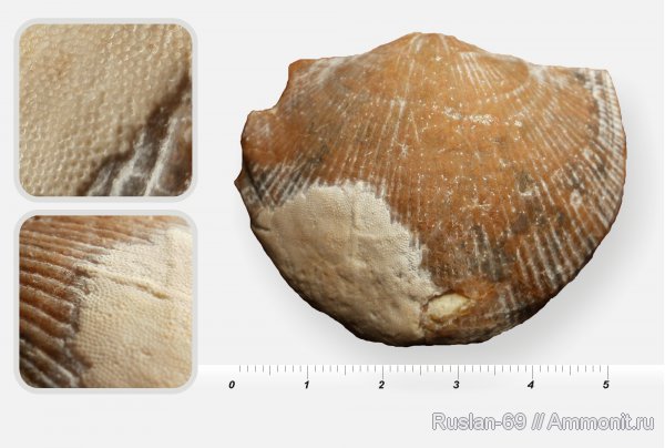 мшанки, Choristites