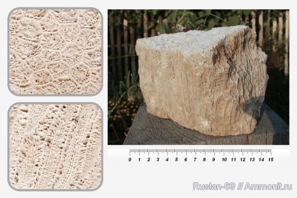 Petalaxis stylaxis, Petalaxis