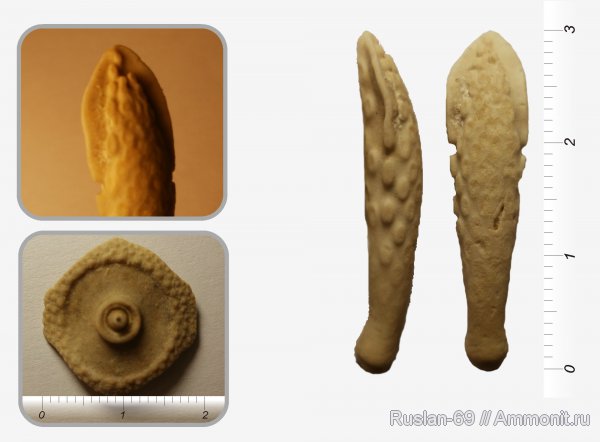 иглокожие, Archaeocidaris, иглы морских ежей, Archaeocidaris clavata