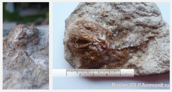 морские лилии, криноидеи