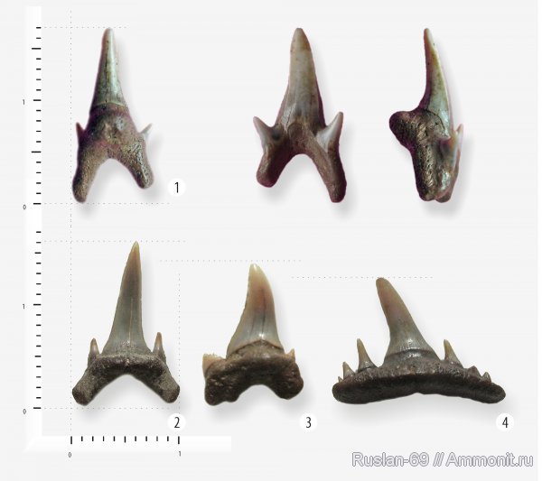 акулы, зубы акул, Paraorthacodus, Paraorthacodus recurvus, shark teeth, sharks