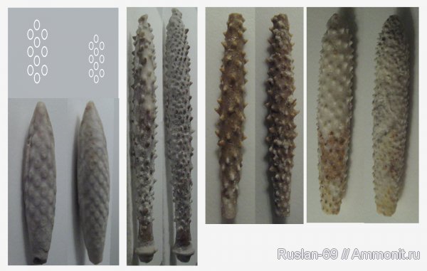 иглы морских ежей