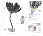 Схема строения морских лилий  (Crinoidea)
