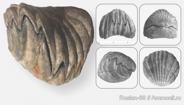 Mosquella oxyoptycha, Mosquella, Rhynchonellida