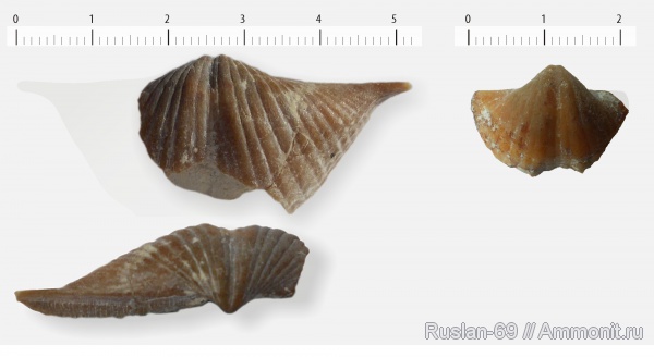 Brachythyrina, Spiriferida