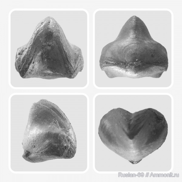 брахиоподы, Rhynchonella, Rhynchonella loxiae