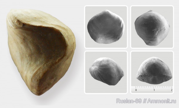 Porambonites, porambonites altus