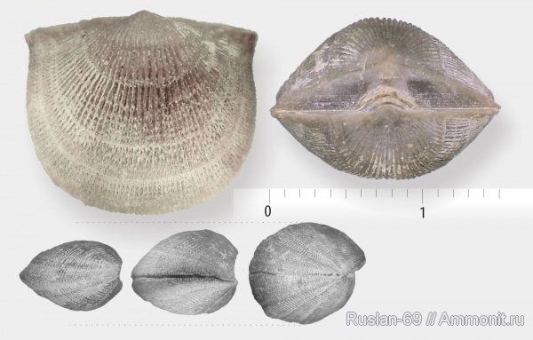 брахиоподы, ордовик, Billingsellida, Ordovician