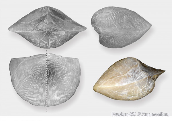 брахиоподы