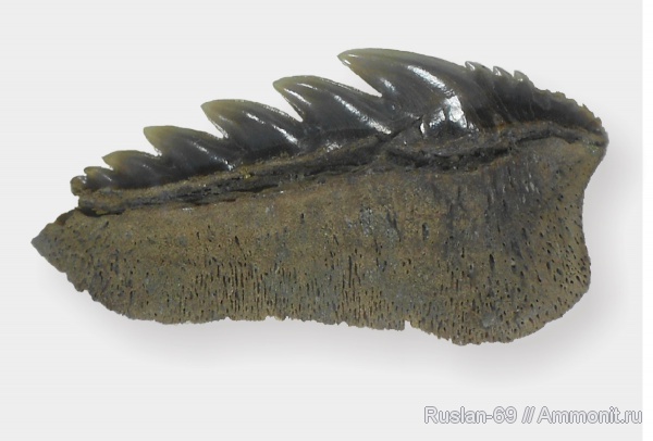 Приобретенное