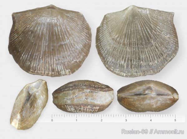 брахиоподы, ордовик, Ordovician