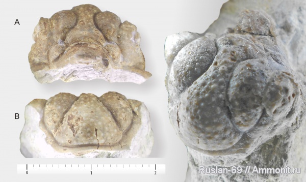 Hoplolichas, Hoplolichas furcifer, Lichidae