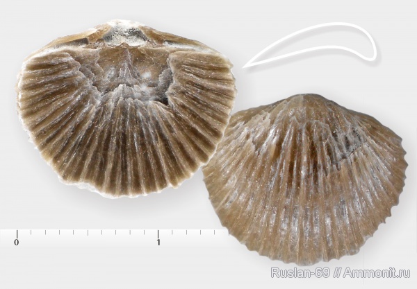 Cyrtonotella, cyrtonotella semicircularis