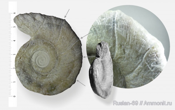 Euomphalus, Euomphalus marginatus