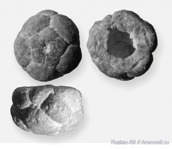 Mooreocrinus, Cromyocrinidae