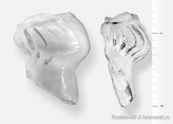 Deltodus, Cochliodontiformes, Cochliodontidae