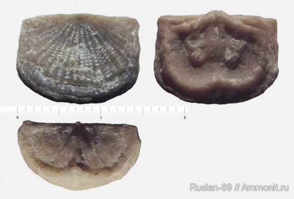 Lacunarites, Lacunarites ilmatar