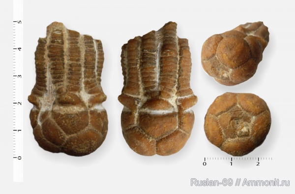 Mooreocrinus, Dicromyocrinus, Cromyocrinidae