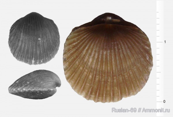 Orthida, Orthambonites, Orthambonites calligramma