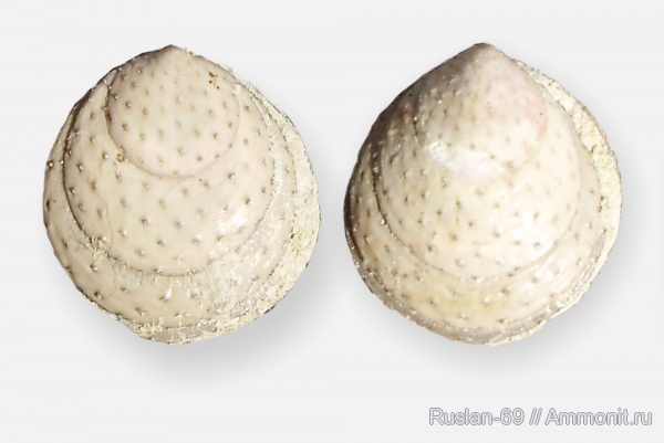 Lingulaformea, Siphonotretidae, Eosiphonotreta verrucosa, Eosiphonotreta