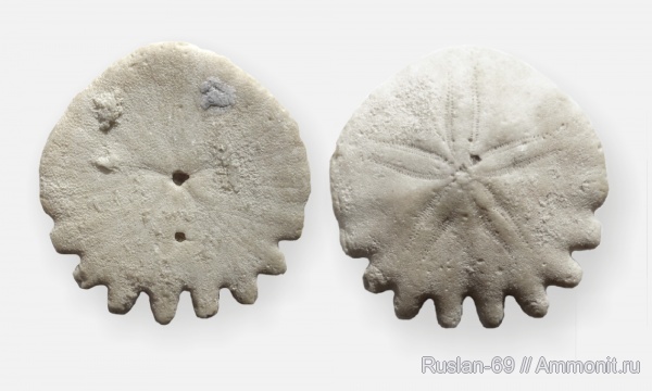 Heliophora, Heliophora orbiculus, Rotulidae