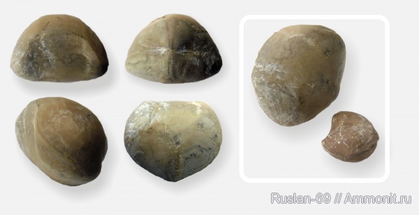 Porambonites, porambonites altus