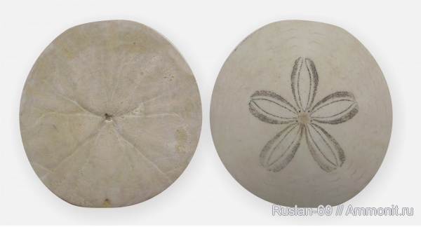 Scutella, Scutellidae, Parascutella