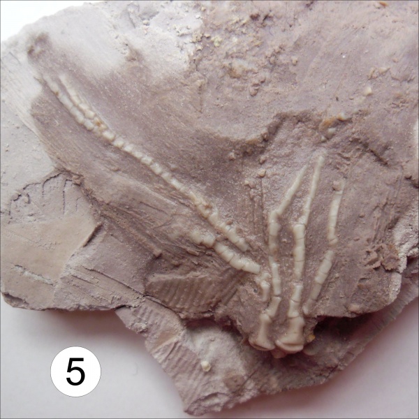 Crinoidea