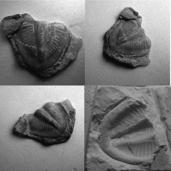 Ditomopyge, Ditomopyginae