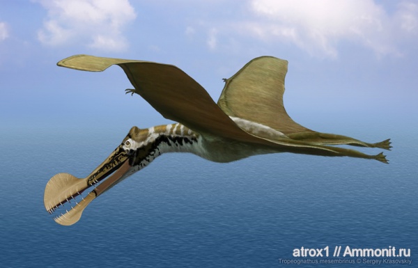 птерозавры, Ornithocheiridae, Tropeognathus mesembrinus, Tropeognathus