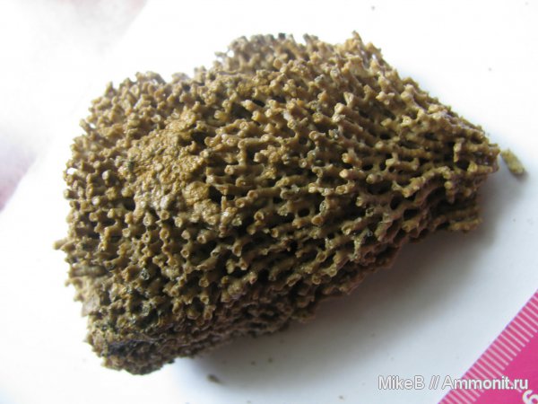 карбон, Донбасс, Syringopora, Tabulata, Syringoporida