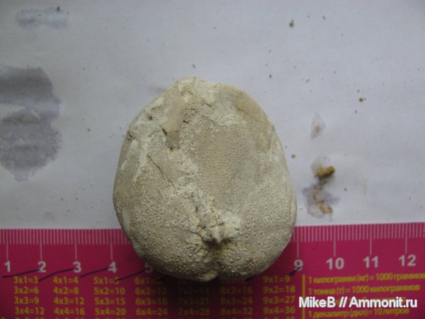 мел, Донбасс, Cretaceous