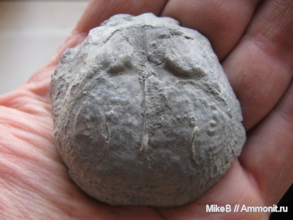 карбон, Донбасс