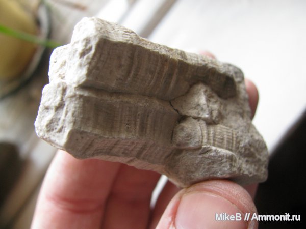 карбон, ругозы, Донбасс, Rugosa