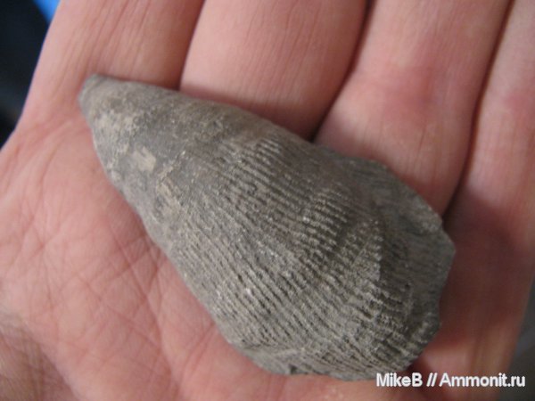 карбон, ругозы, Донбасс