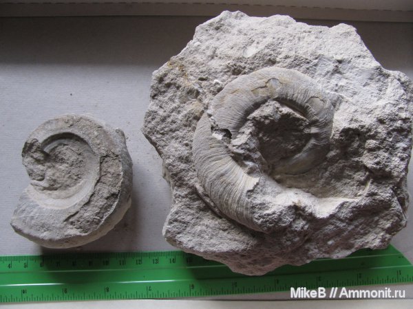 гастроподы, карбон, Донбасс