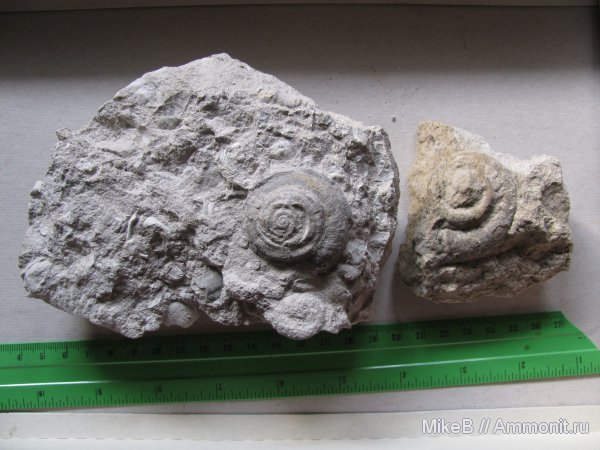 гастроподы, карбон, Донбасс