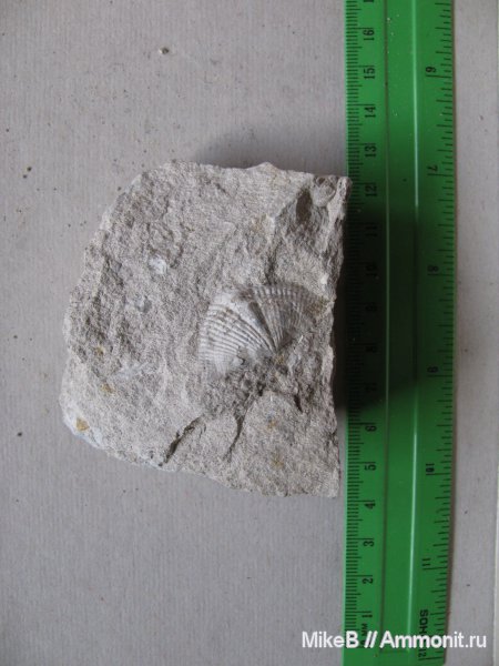 карбон, Донбасс, Spiriferida