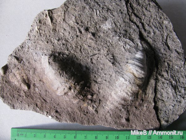 карбон, Донбасс