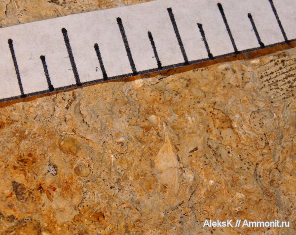 трилобиты, карбон, Калужская область